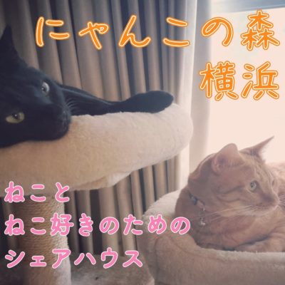 猫シェアハウス【横浜市磯子区】