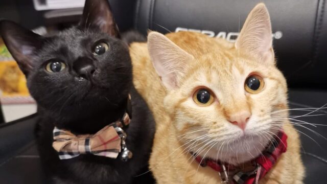 🐾 【2025年最新版】東京・神奈川で猫と暮らせるおすすめ物件3選｜猫共生住宅で安心の毎日を